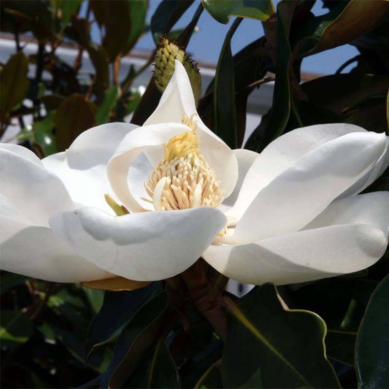 Magnolia grandiflora Little Gem - Magnolia nain Pot de 3L/4L - Image 1