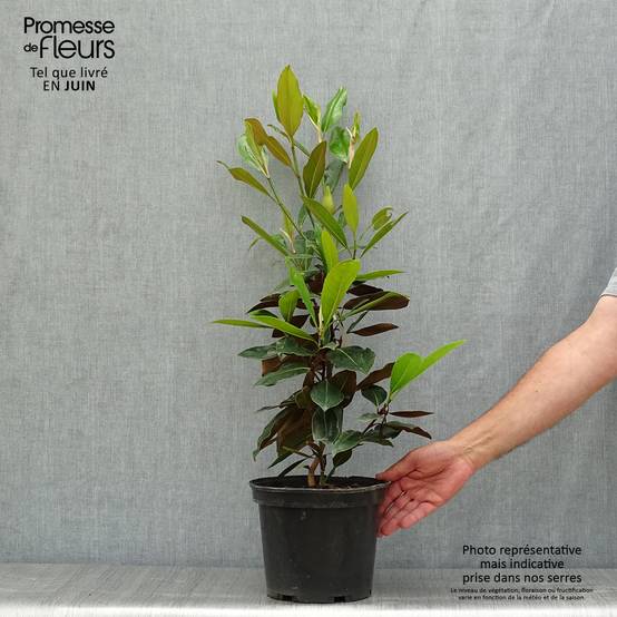 Magnolia grandiflora Little Gem - Magnolia nain Pot de 3L/4L - Image 2