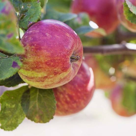 Pommier 'Jonagold' (Malus domestica 'Jonagold') - Scion de 100cm - Pépinières Naudet - Image 1