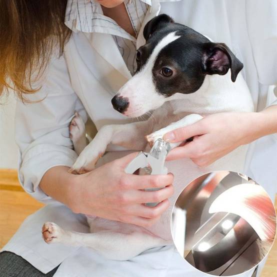 Coupe griffes avec lampe LED pour animaux - IntiMeg - Image 2