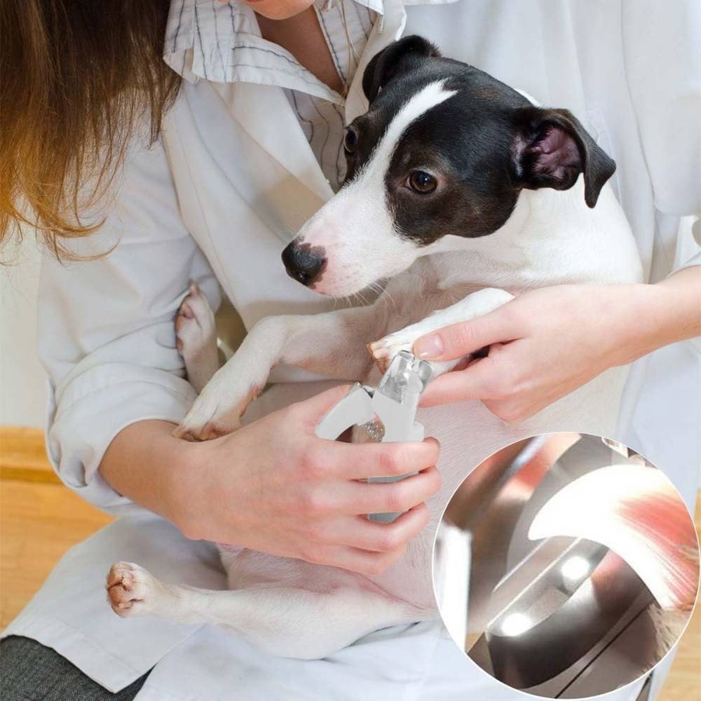 Coupe  griffes avec lampe LED pour animaux - IntiMeg - Image 2
