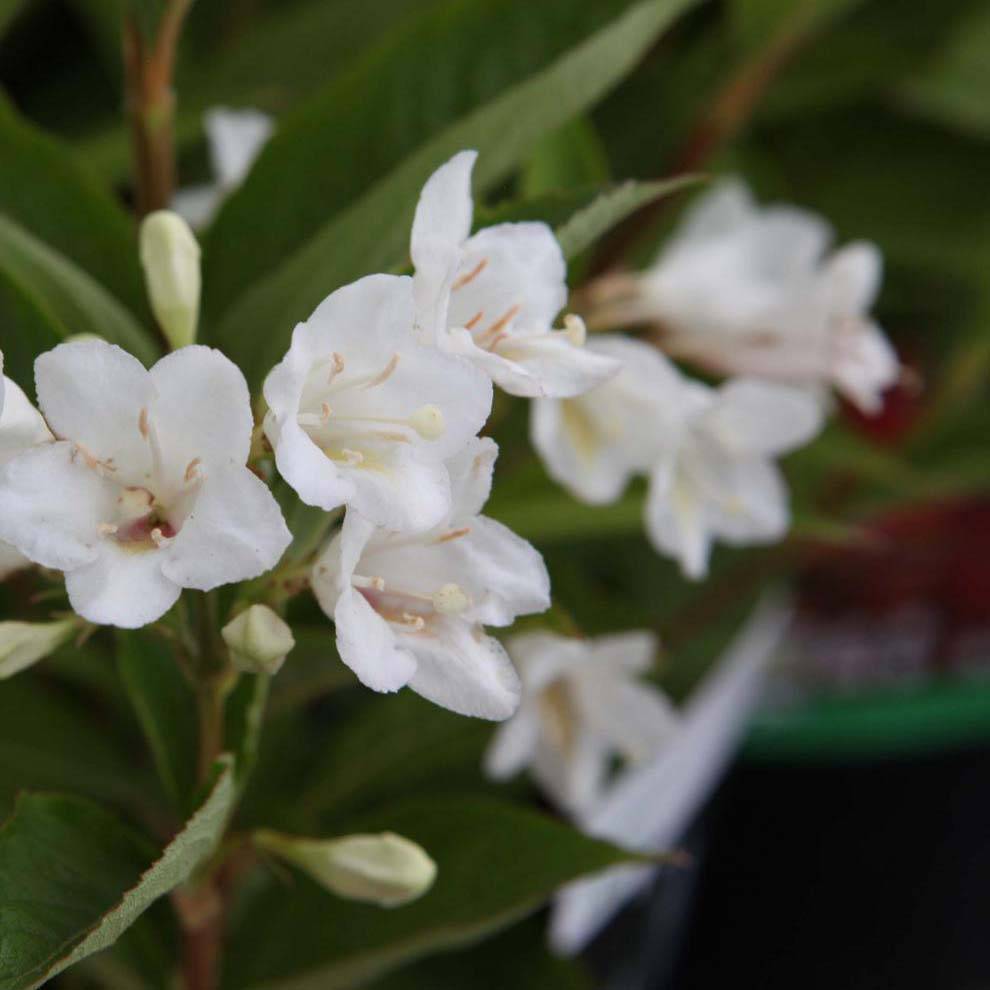 Promesse de Fleurs - Weigela Candida - Weigélia Pot de 3L/4L - Image 1