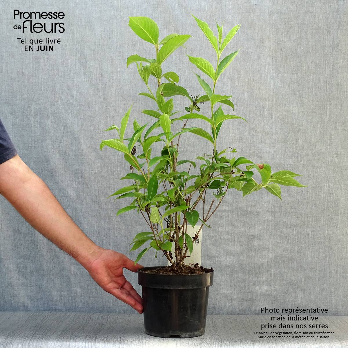Promesse de Fleurs - Weigela Candida - Weigélia Pot de 3L/4L - Image 2