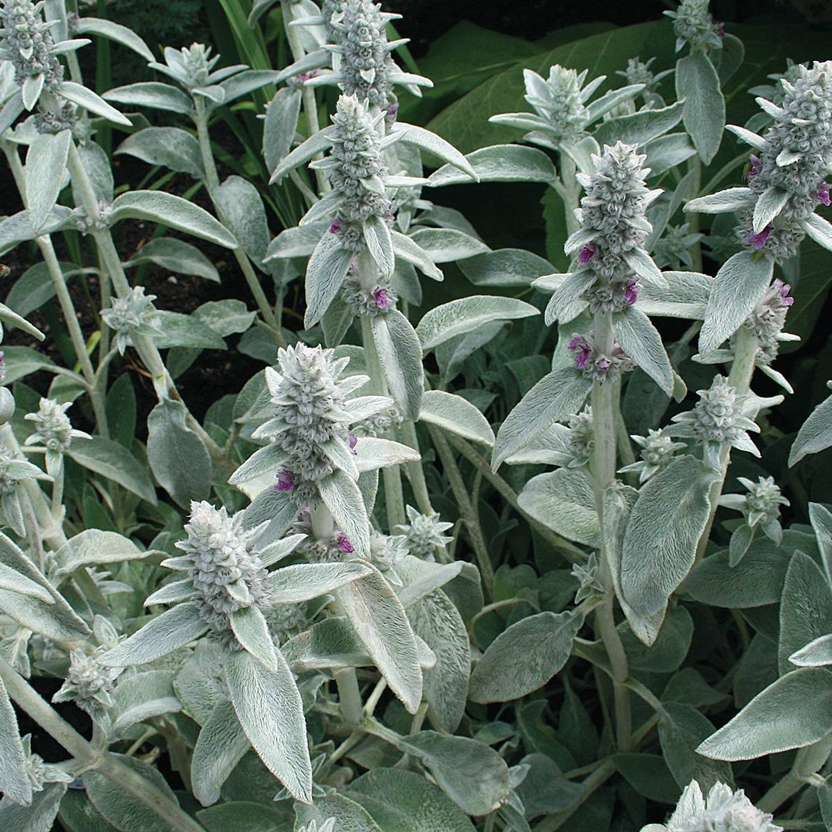 Graines de Stachys byzantina le sachet de 220 graines environ (0,4g)