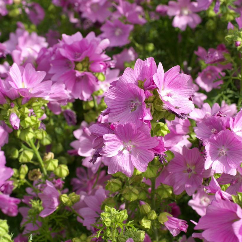 Promesse de Fleurs - Graines de Mauve musquée Rosea - Malva moschata le sachet de 40 graines environ (0,1g)