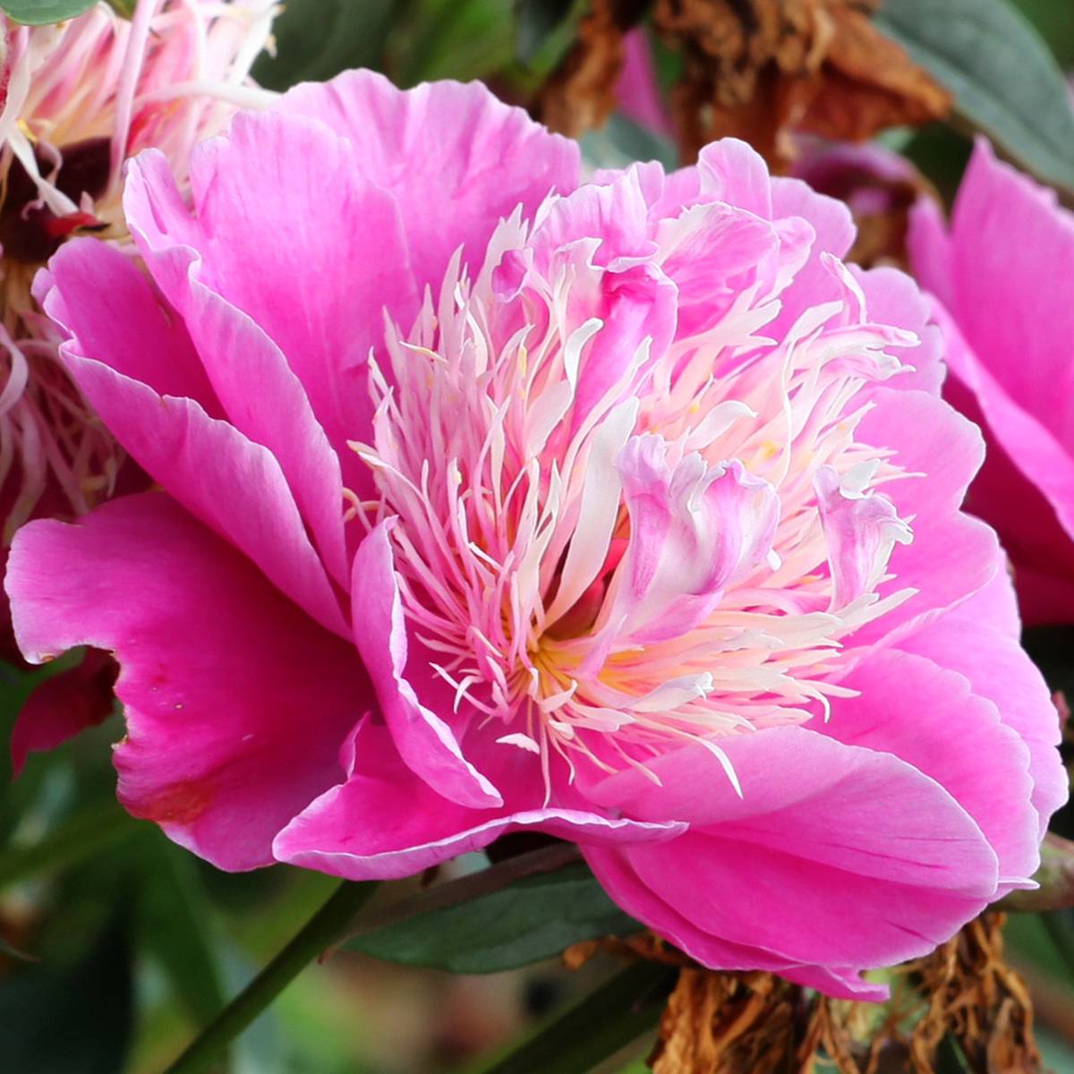 Promesse de Fleurs - Pivoine lactiflora Fantastic Pot de 3L/4L
