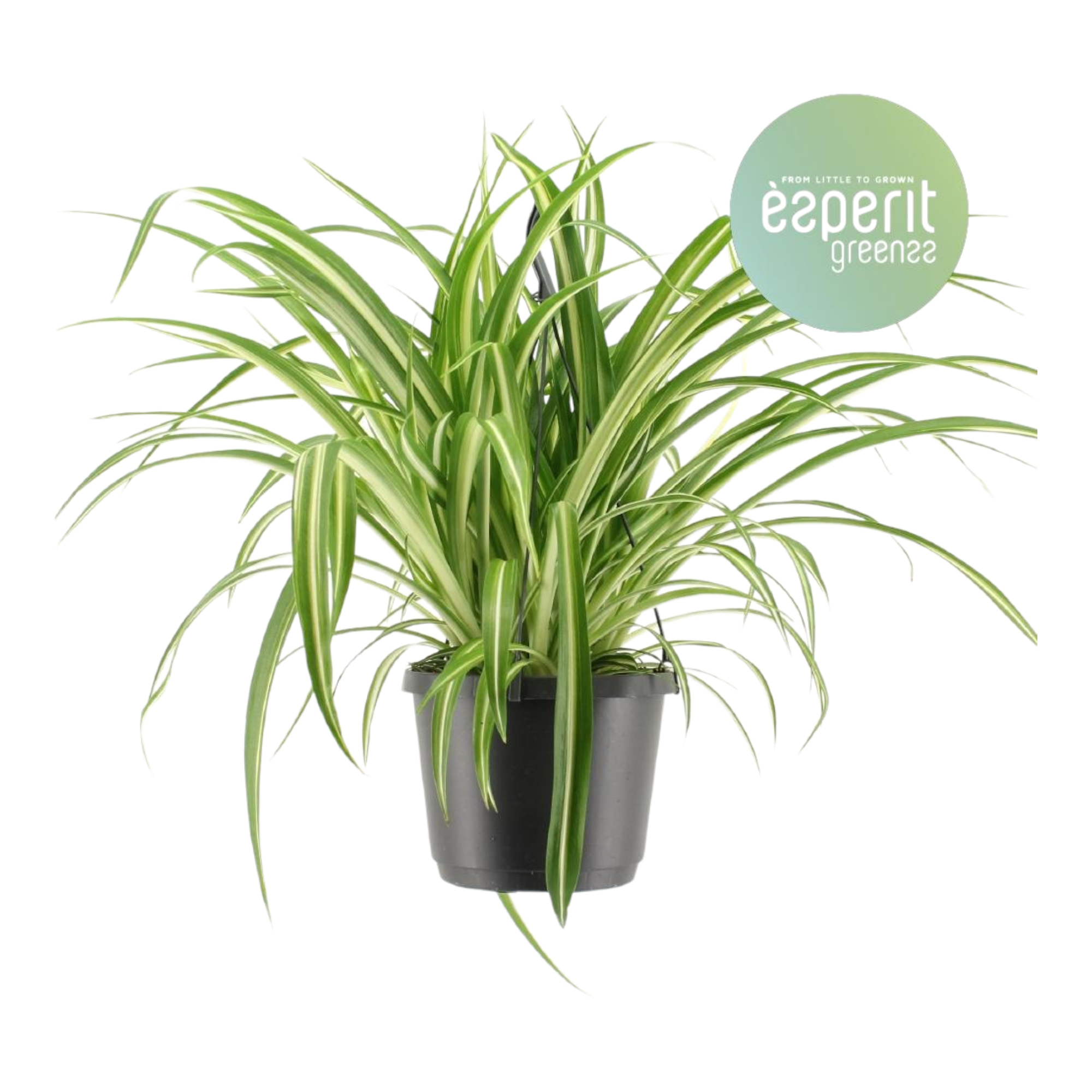 Chlorophytum variegata 30cm - Plante d'intérieur- La Green Touch - Image 1