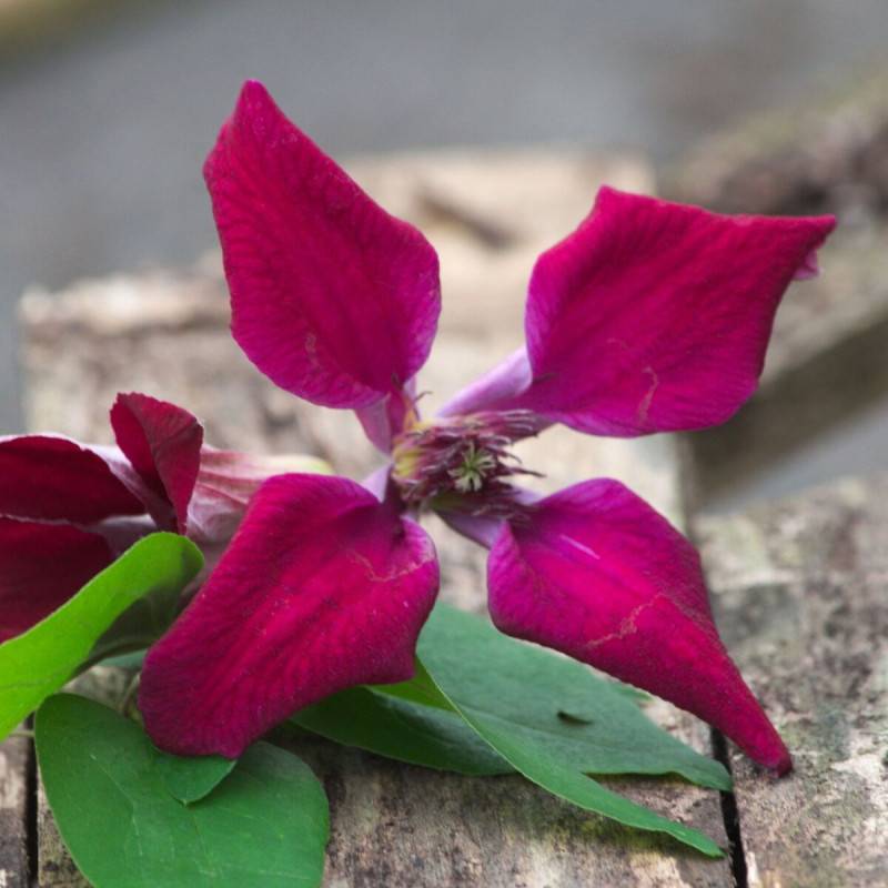 Clématite texensis Gravetye Beauty à fleurs Rouge - feuillage Caduc - Pot de 1,5L - Tuteur bambou 30/60 cm-  hauteur à maturité De 1,00 m à 1,50 m - Image 5