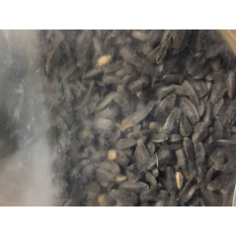 Zolux - Tournesol graine pour oiseaux de jardin sac 1.5 kg - Image 3