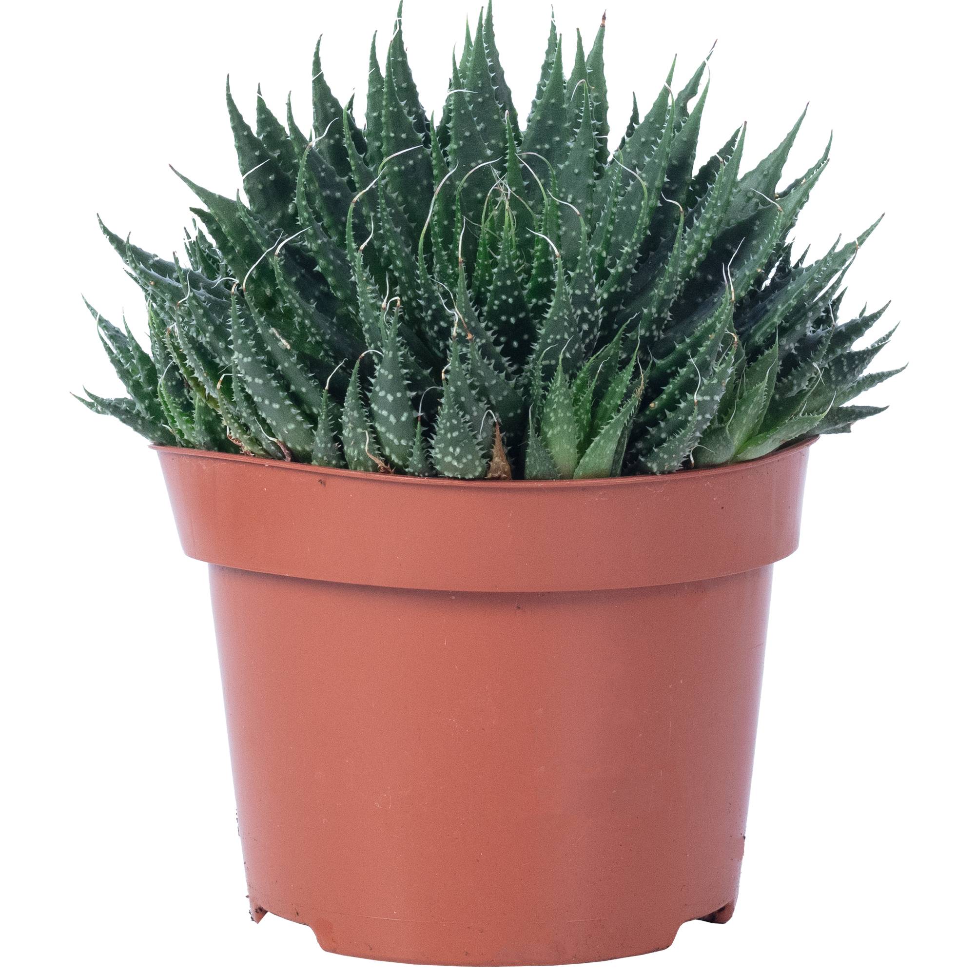 Aloe aristé - plante d'intérieur facile d'entretien, Aloe aristata 'magic rocks' - hauteur env. 20 cm, pot-Ø 12 cm - Image 1