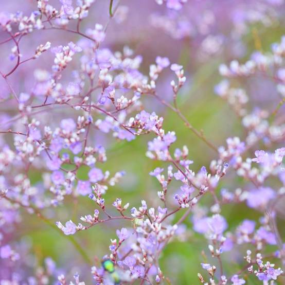 3 Statices vivaces (Limonium latifolium) - Lot de 3 vivaces - Pépinières Naudet