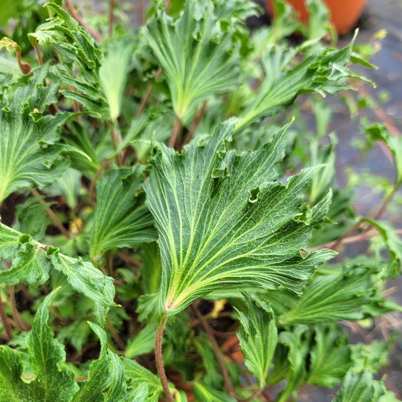 Lierre commun - Hedera helix Ivalace Mutation Godet de 8/9 cm