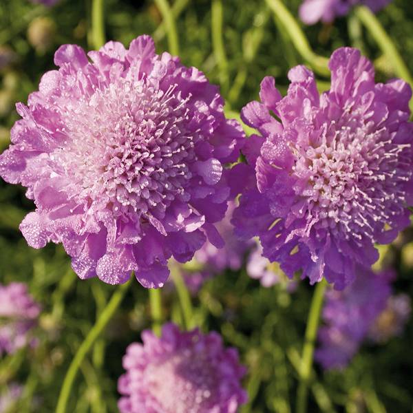 Scabieuse columbaria Pink Mist Godet de 7/8 cm