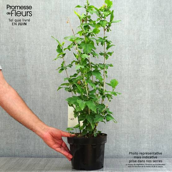 Hibiscus syriacus Woodbridge Pot de 2L/3L - Image 2