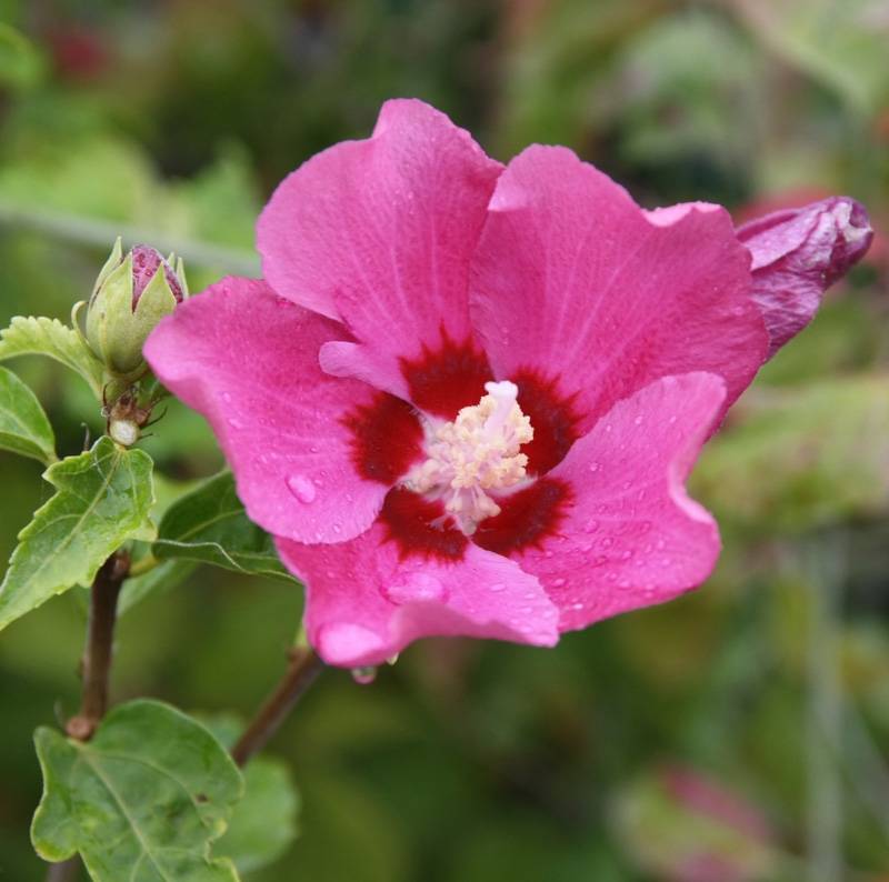 Hibiscus syriacus Woodbridge  Pot de 2L/3L - Image 1