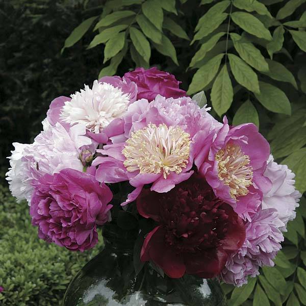 Promesse de Fleurs - Collection Bouquet De Pivoines - Collection de 4 plantes