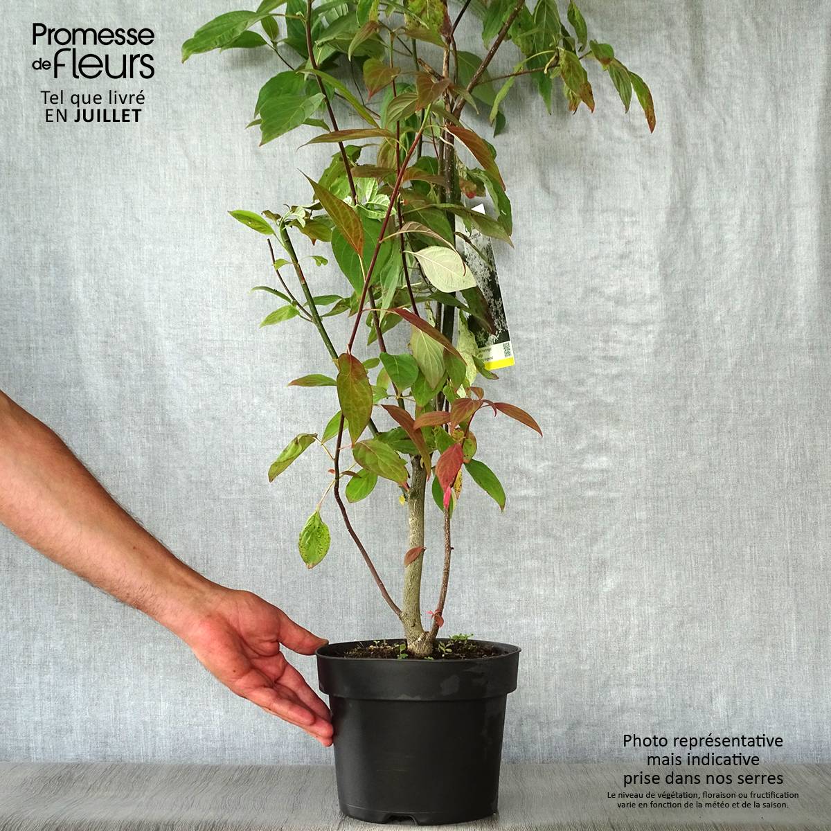 Promesse de Fleurs - Cornus controversa - Cornouiller des Pagodes Pot de 4L/5L - Image 2