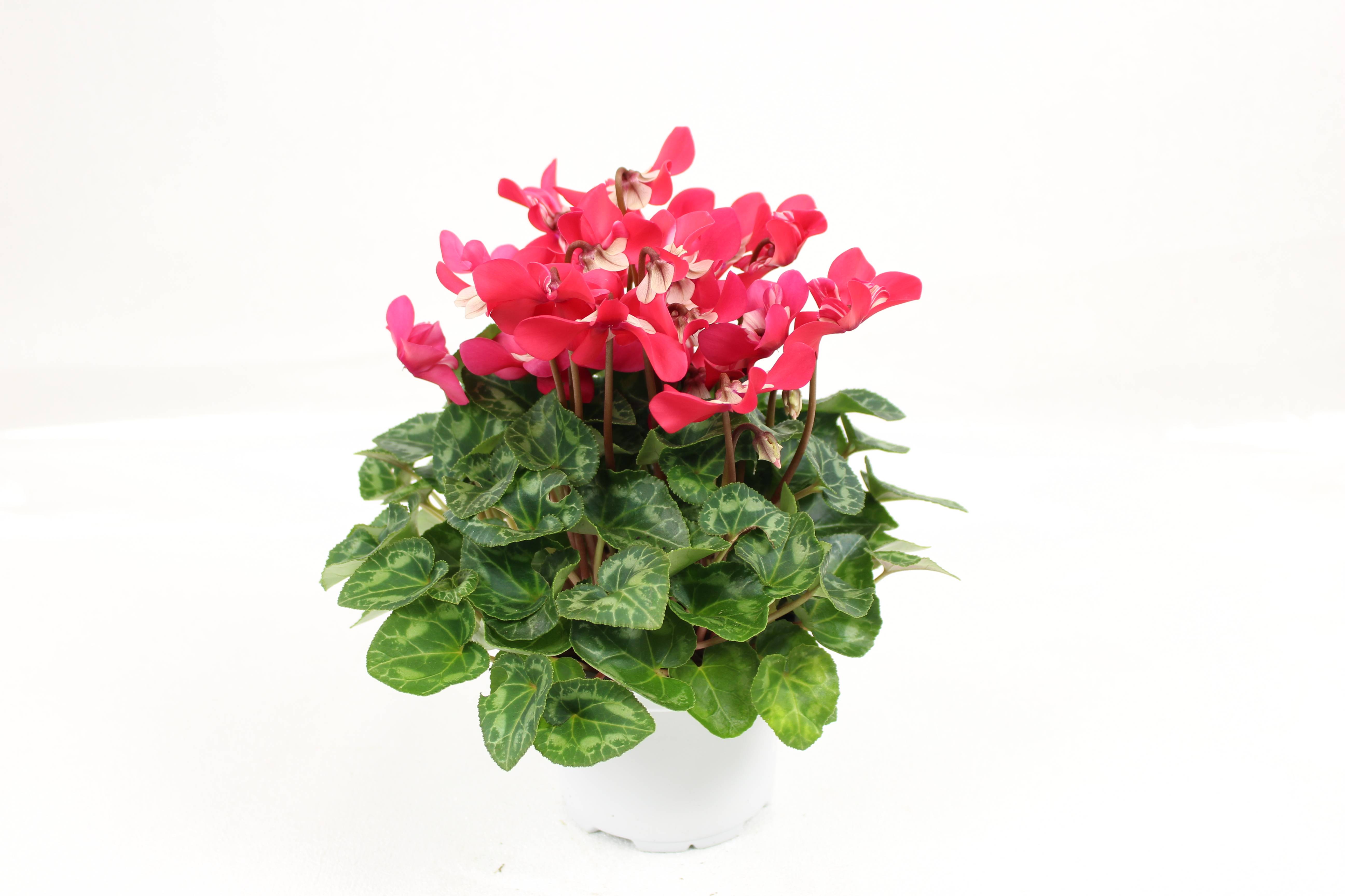 Fleuron D'Anjou - CYCLAMEN MINI DJIX Pot 10,5 cm - Image 4