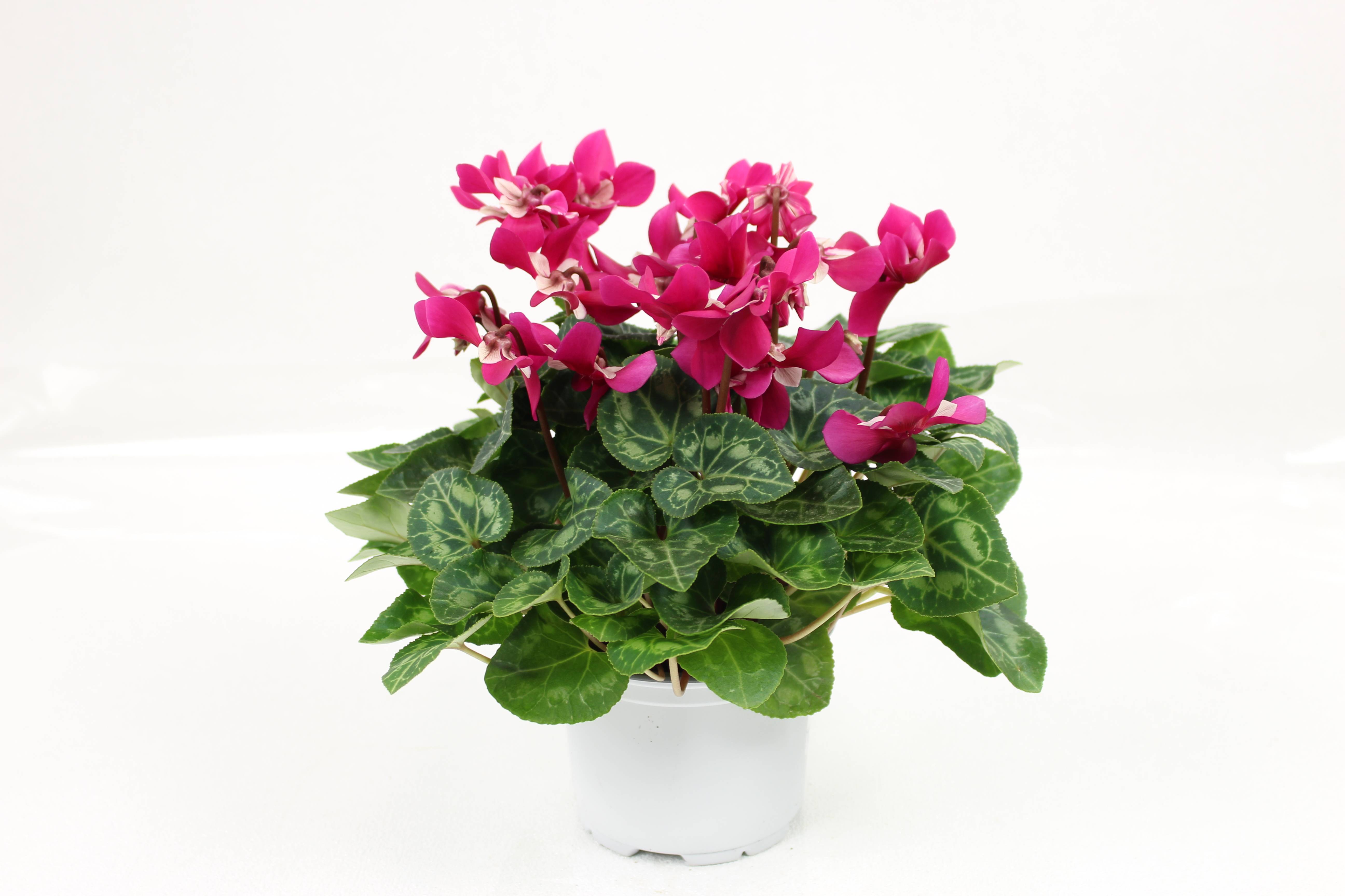 Fleuron D'Anjou - CYCLAMEN MINI DJIX Pot 10,5 cm - Image 3