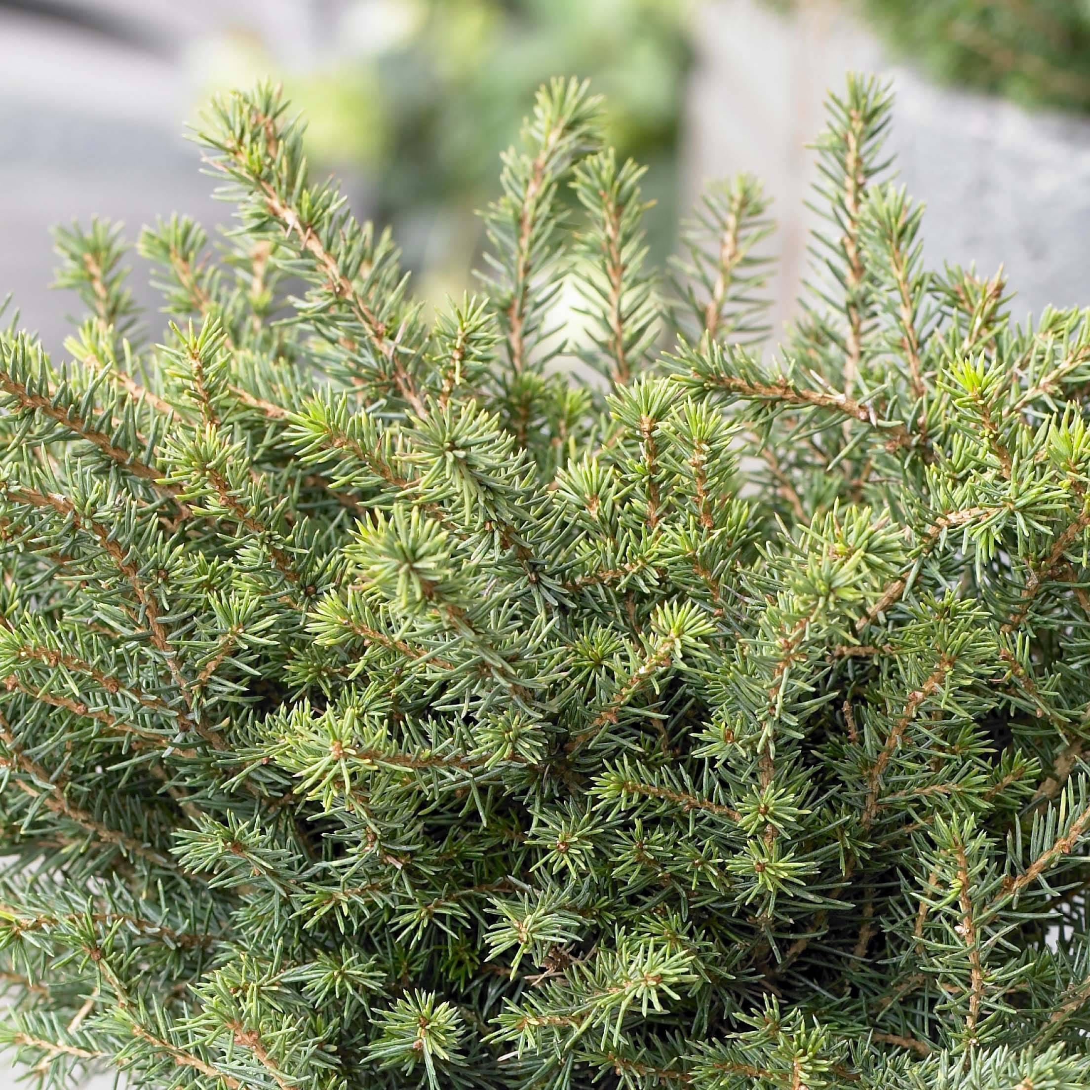 Promesse de Fleurs - Epicea de Serbie - Picea omorika Karel Pot de 2L/3L - Image 1
