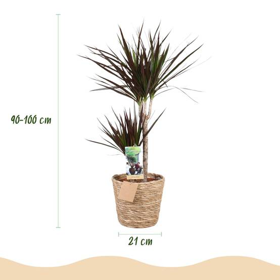 Dracaena Magenta - D21 H100cm - Image 2