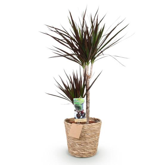 Dracaena Magenta - D21 H100cm - Image 4