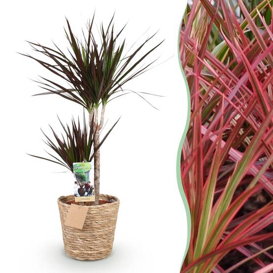 Dracaena Magenta - D21 H100cm - Image 3
