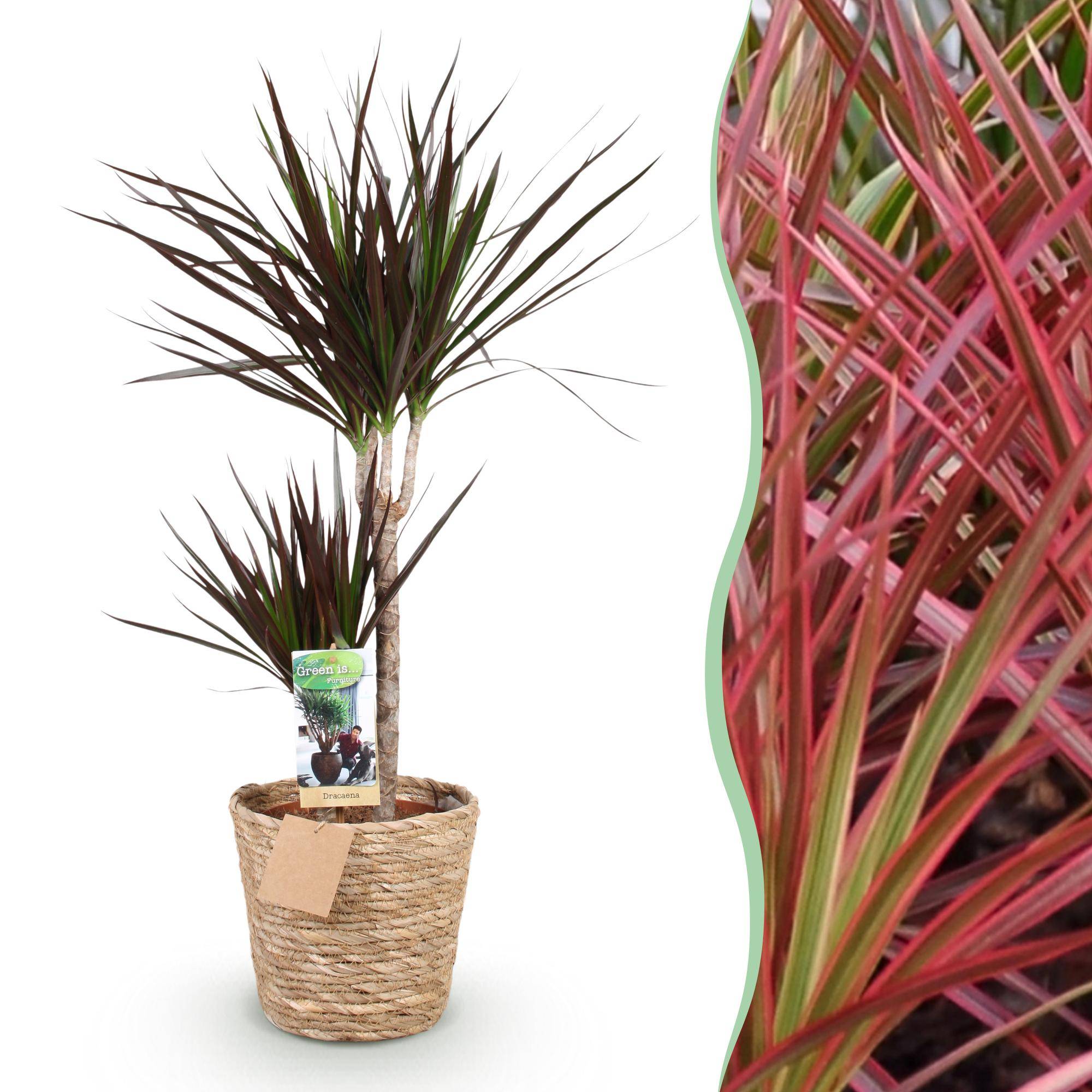 Dracaena Magenta - D21 H100cm - Image 3