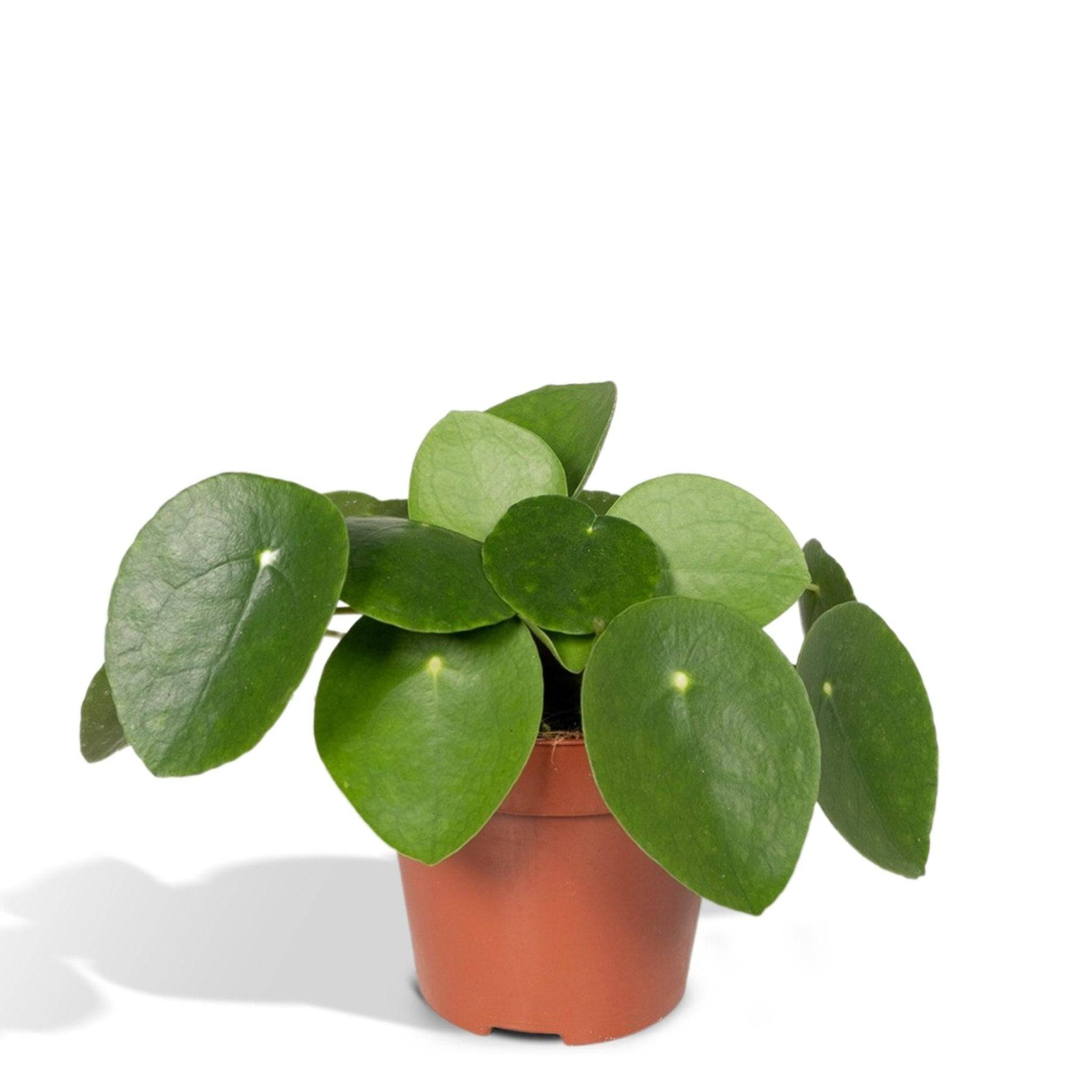Pilea Peperomiodes h20.0cm 20cm - Plante d'intérieur- La Green Touch - Image 1