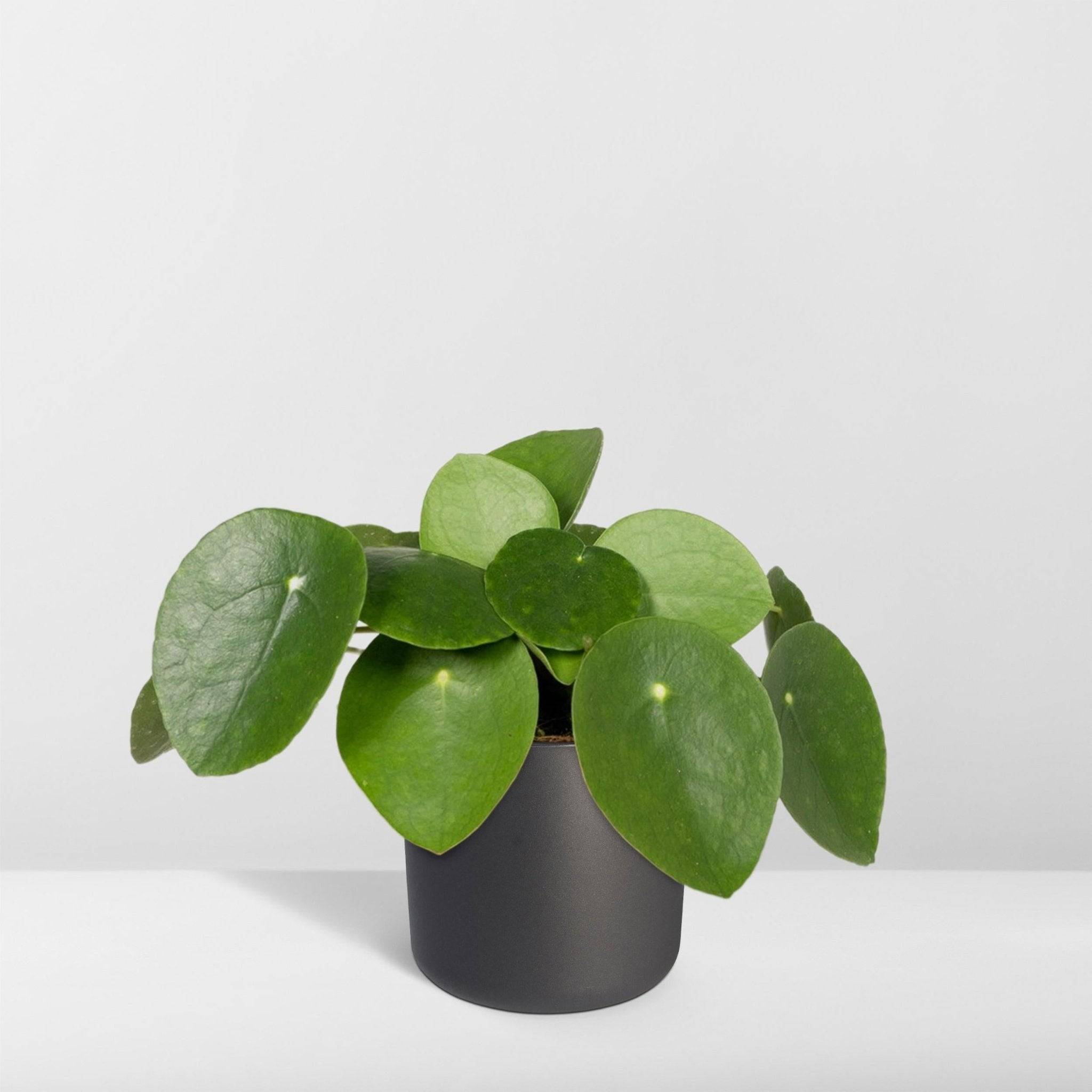 Pilea Peperomiodes h20.0cm 20cm - Plante d'intérieur- La Green Touch - Image 8
