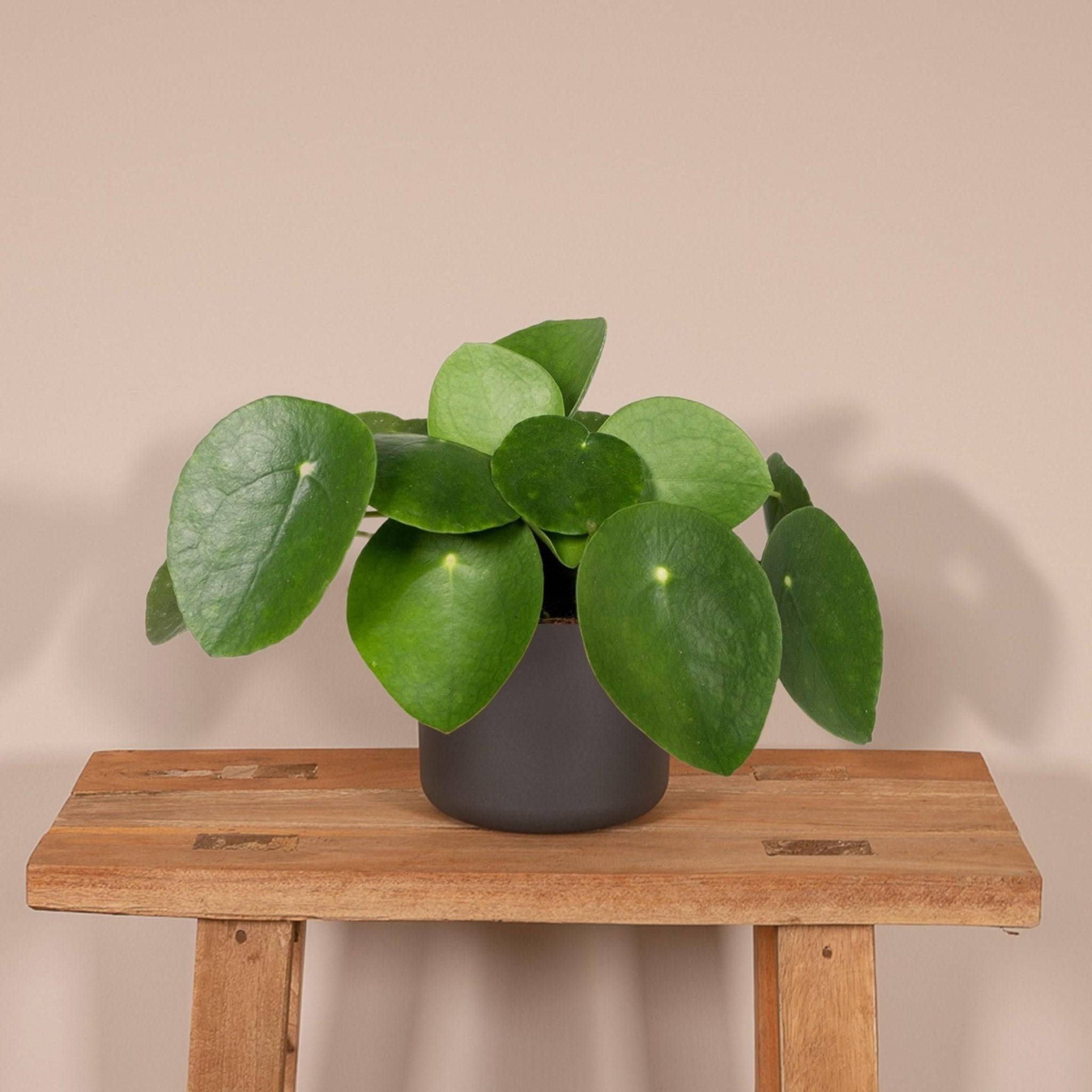 Pilea Peperomiodes h20.0cm 20cm - Plante d'intérieur- La Green Touch - Image 3
