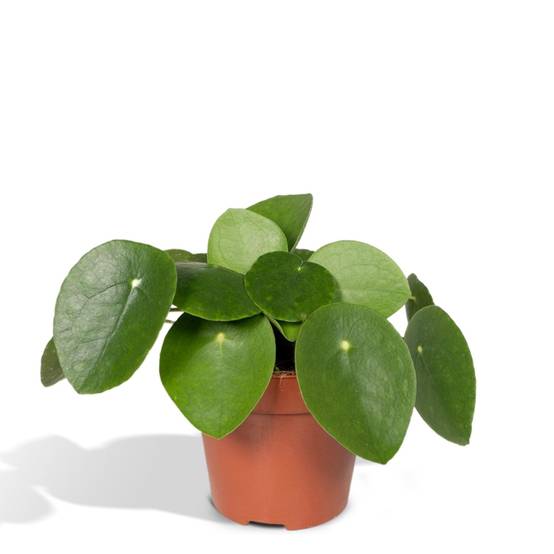 Pilea Peperomiodes h20.0cm 20cm - Plante d'intérieur- La Green Touch - Image 2