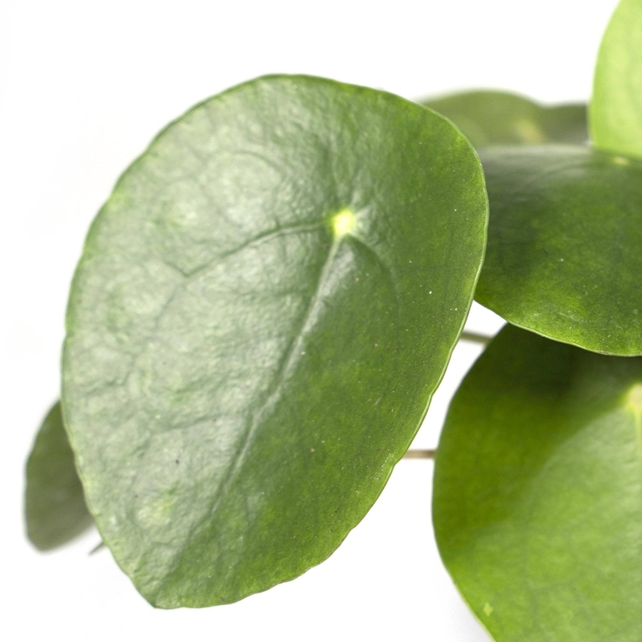 Pilea Peperomiodes h20.0cm 20cm - Plante d'intérieur- La Green Touch - Image 4