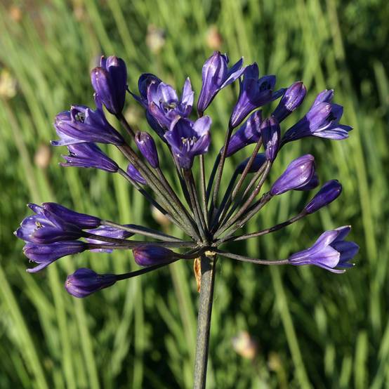 Agapanthe Intermedius Pot de 4L/5L