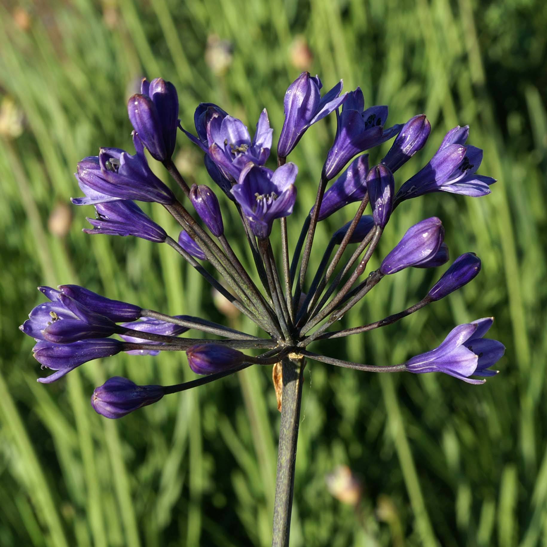 Agapanthe Intermedius Pot de 4L/5L