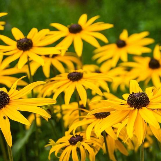Rudbeckia lumineuse Goldsturm à fleurs Jaune - feuillage Caduc - Godet - 5/20 cm- hauteur à maturité De 0,50 m à 1,00 m - Image 1