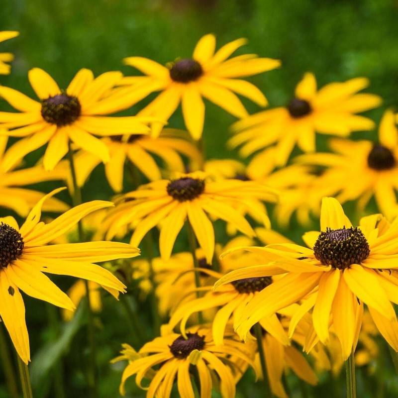 Rudbeckia lumineuse Goldsturm à fleurs Jaune - feuillage Caduc - Godet - 5/20 cm-  hauteur à maturité De 0,50 m à 1,00 m - Image 2