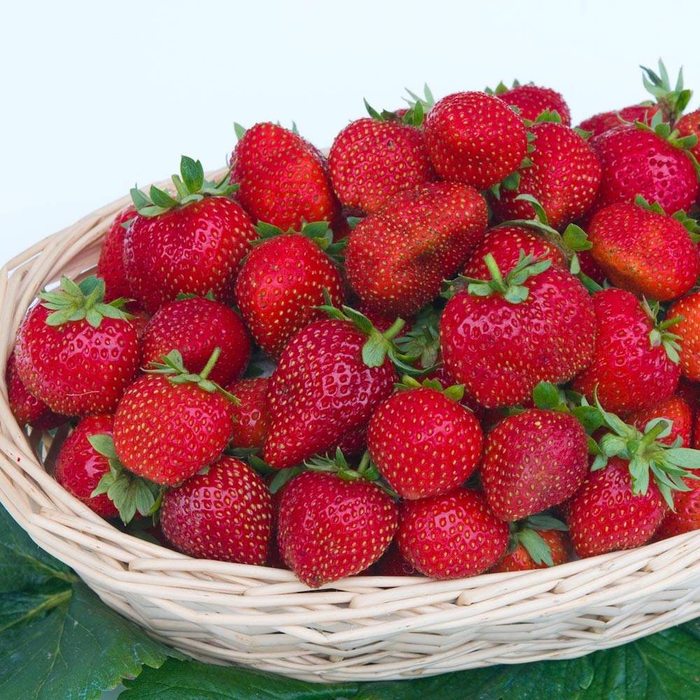Fraisier Gorella Petites Racines nues (par 10)