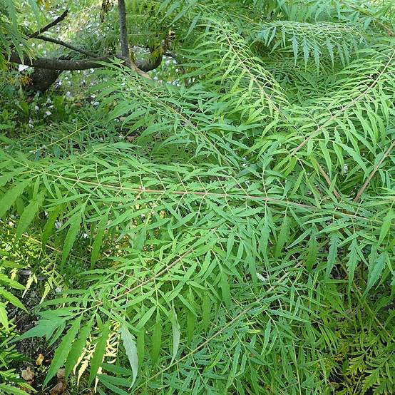 Promesse de Fleurs - Sumac de Virginie - Rhus typhina Dissecta Pot de 3L/4L