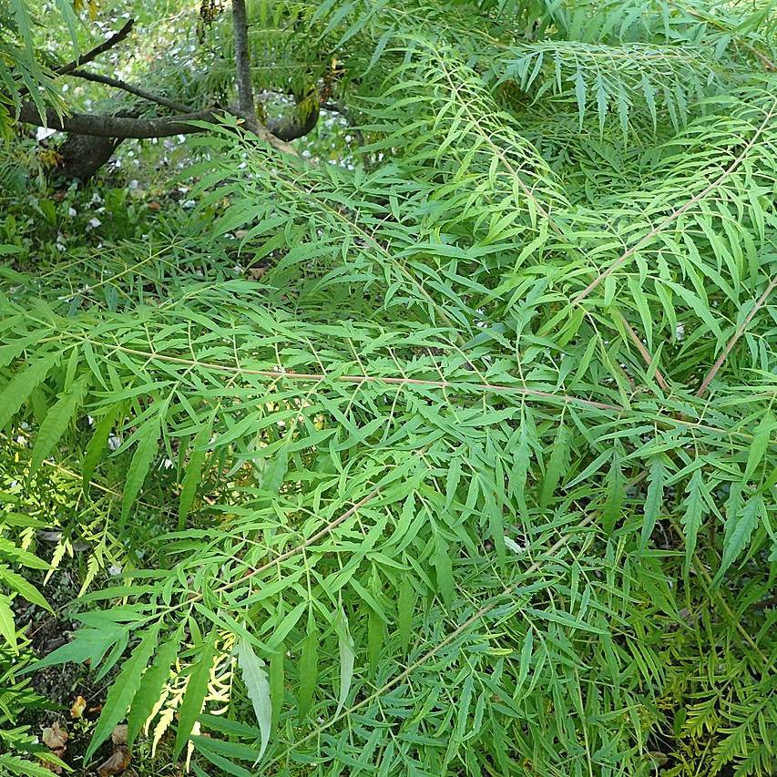 Sumac de Virginie - Rhus typhina Dissecta Pot de 3L/4L