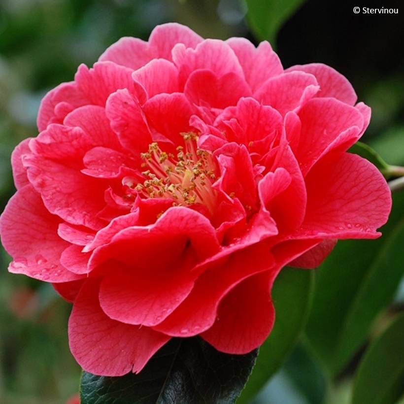 Camélia réticulé Dr Clifford Parks - Camellia reticulata Pot de 4L/5L - Image 1