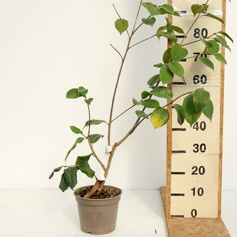 Camélia réticulé Dr Clifford Parks - Camellia reticulata Pot de 4L/5L - Image 2