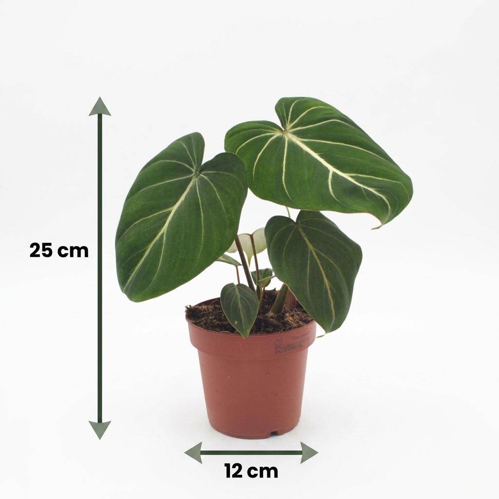 Philodendron Gloriosum - Pot de 12cm - 2 plantes - Panier - Plantes d'intérieur - Image 5