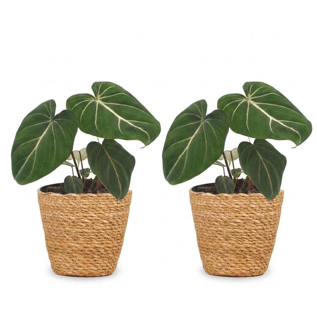 Philodendron Gloriosum - Pot de 12cm - 2 plantes - Panier - Plantes d'intérieur - Image 2