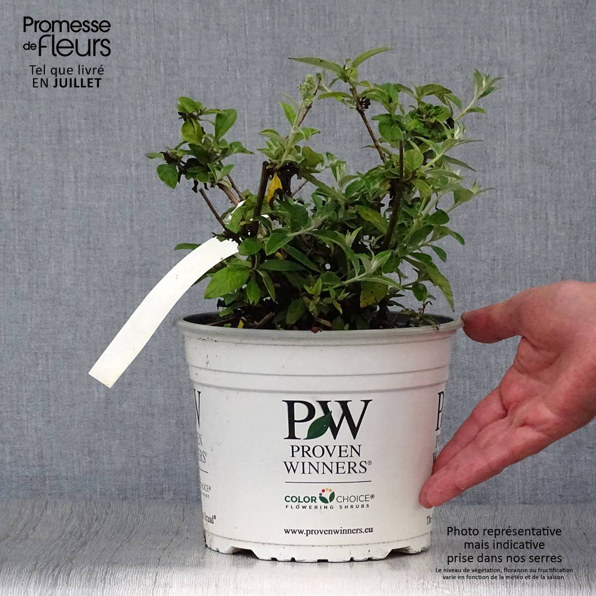 Buddleia White Chip  - Arbre aux papillons nain Pot de 2L/3L - Image 2