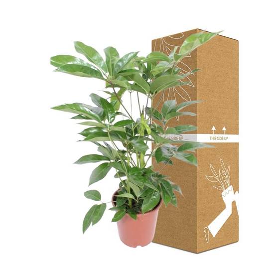 Schefflera Actinophylla Amate - D24 H100cm - Image 3