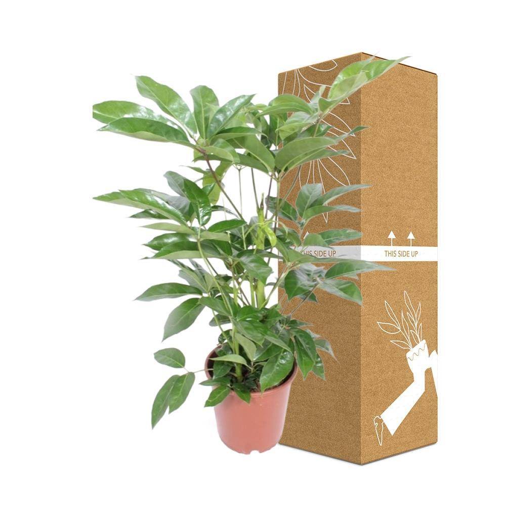 Schefflera Actinophylla Amate - D24 H100cm - Image 3