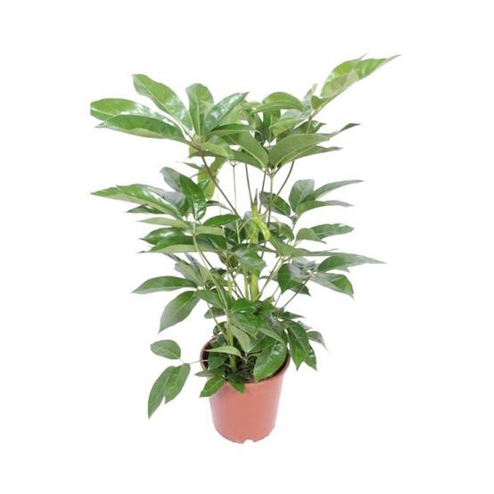 Schefflera Actinophylla Amate - D24 H100cm - Image 1