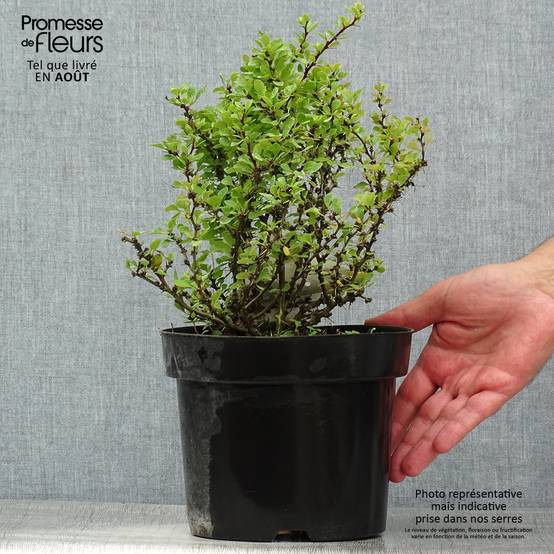 Berberis thunbergii Kobold - Épine-vinette naine Pot de 2L/3L - Image 2
