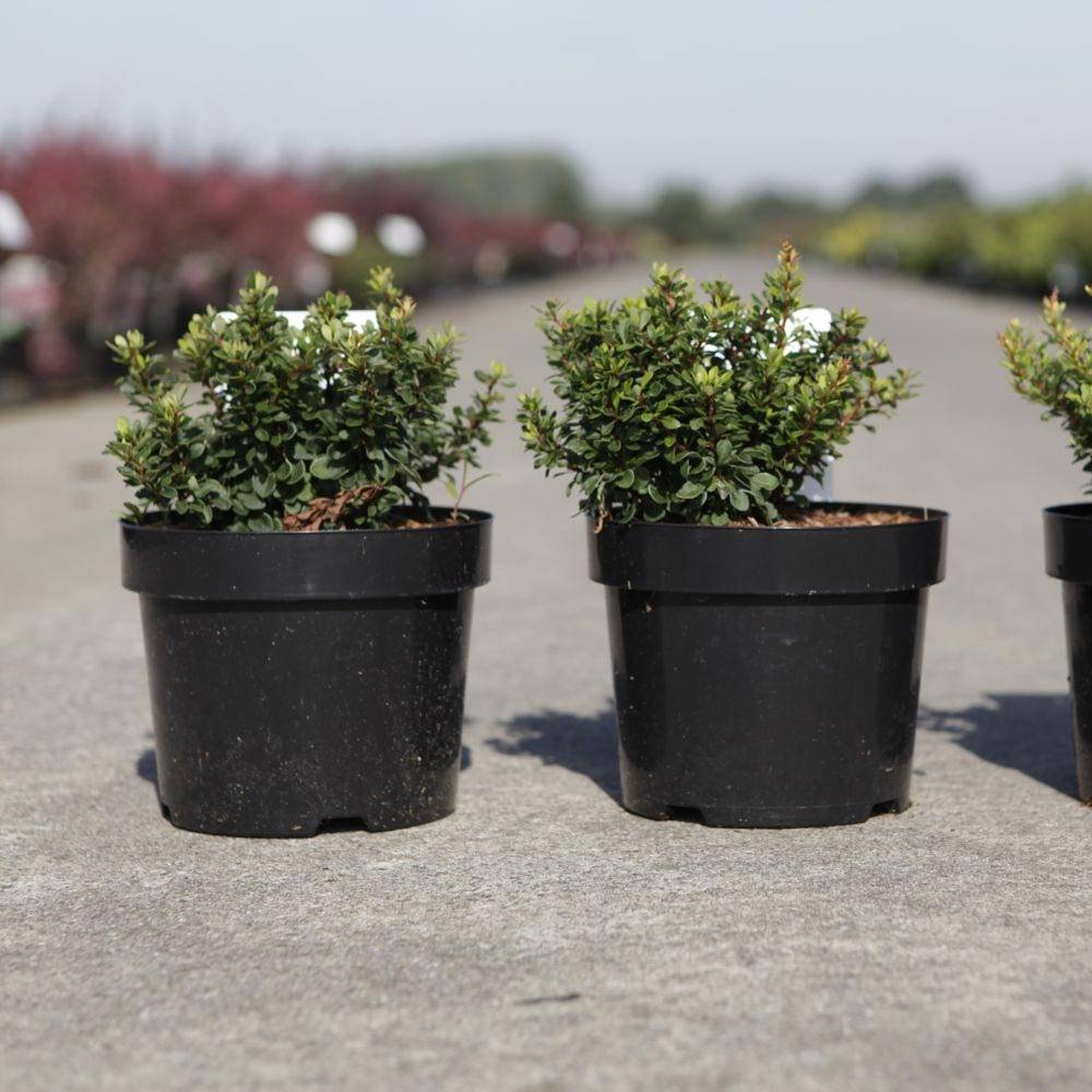 Berberis thunbergii Kobold - Épine-vinette naine Pot de 2L/3L - Image 1